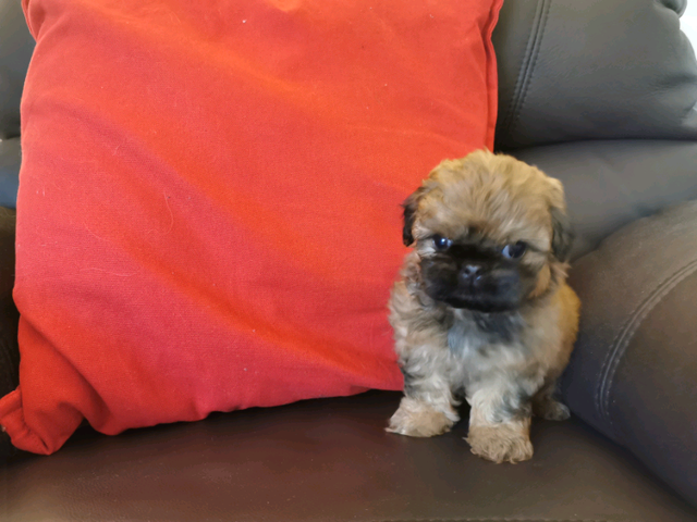 gumtree teddy bear puppies